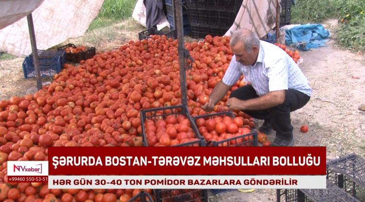 Şərurda pomidor istehsalı artır: Hər gün 30-40 ton məhsul bazarlara göndərilir<font color=red> - VİDEO</font>
