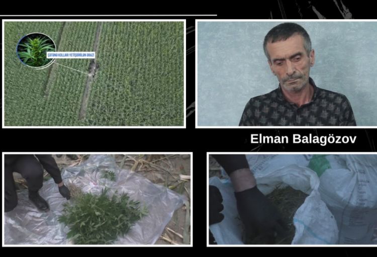 Balakəndə qarğıdalı sahəsində külli miqdarda narkotik vasitə aşkarlanıb