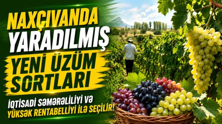 Naxçıvanda yaradılmış yeni üzüm sortları iqtisadi səmərəliliyi və yüksək rentabelliyi ilə seçilir<font color=red> - VİDEO</font>
