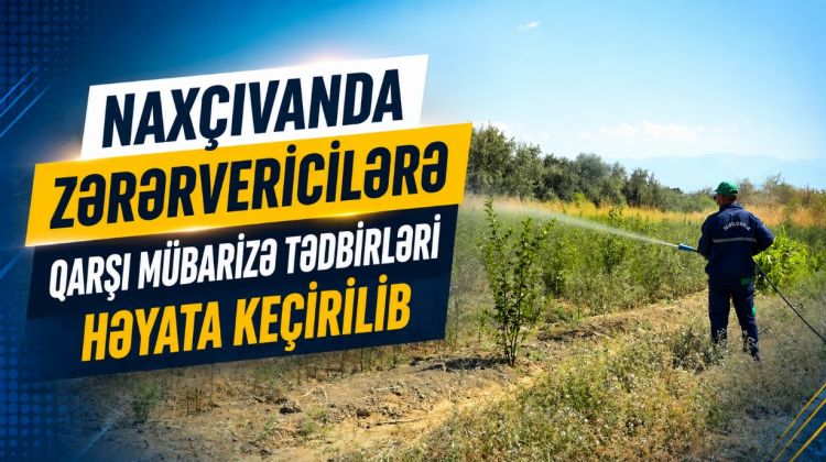 Naxçıvanda zərərvericilərə qarşı mübarizə tədbirləri həyata keçirilib<font color=red> - VİDEO</font>