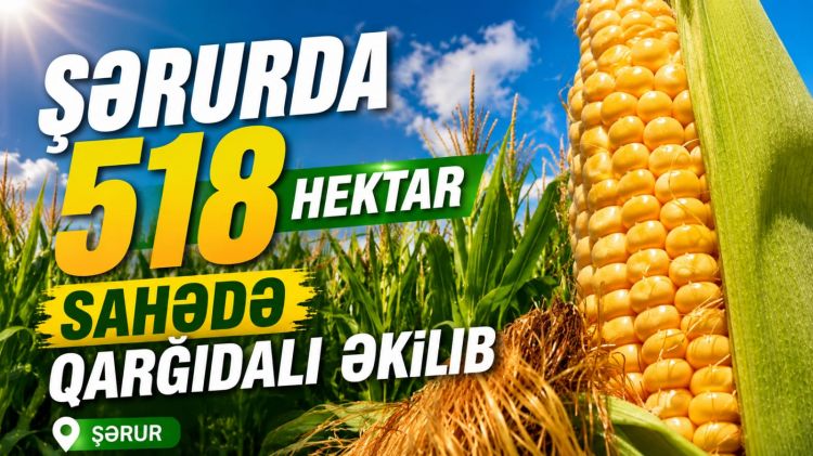 Şərurda 518 hektar sahədə qarğıdalı əkilib<font color=red> - VİDEO</font>