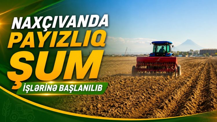 Naxçıvanda payızlıq şum işlərinə başlanılıb<font color=red> - VİDEO</font>