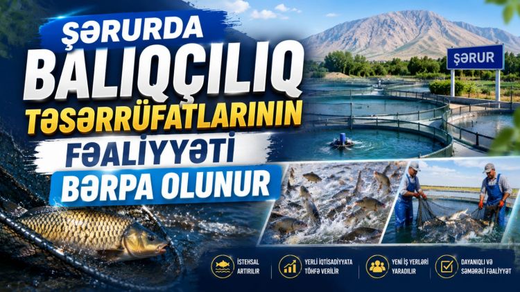 Şərurda balıqçılıq təsərrüfatlarının fəaliyyəti bərpa olunur<font color=red> - VİDEO</font>