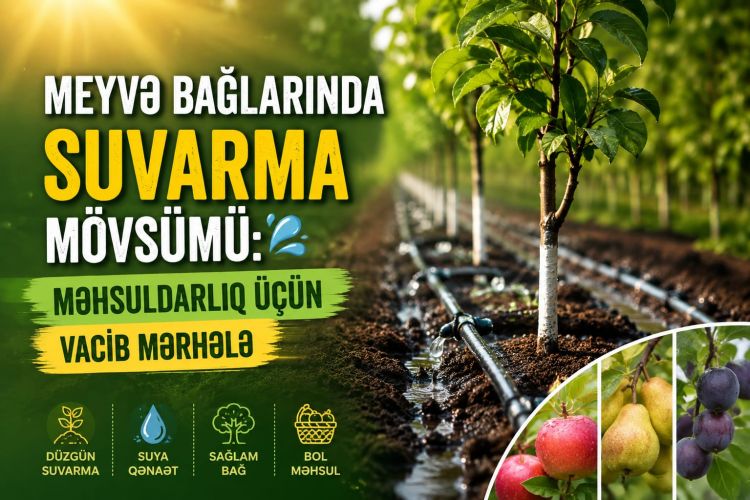 Meyvə bağlarında suvarma mövsümü: məhsuldarlıq üçün vacib mərhələ<font color=red> - VİDEO</font>