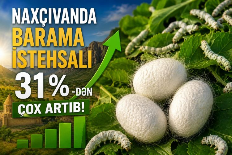 Naxçıvanda barama istehsalı 31 %-dən çox artıb<font color=red> - VİDEO</font>