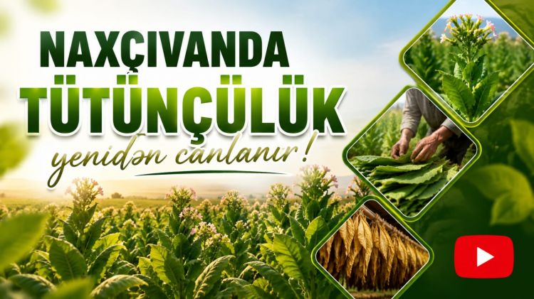 Naxçıvanda tütünçülük yenidən canlanır<font color=red> - VİDEO</font>