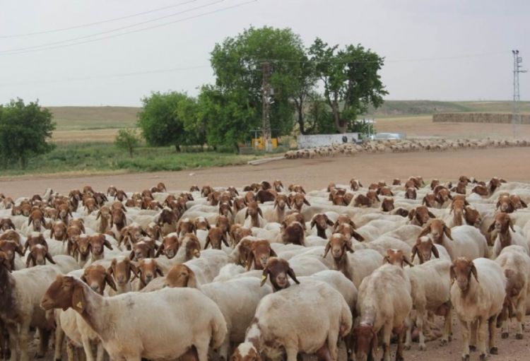 Örüş və otlaqlarda yem bazasının yaxşılaşdırılması məqsədilə xırdabuynuzlu heyvandarlığa subsidiya ayrılacaq