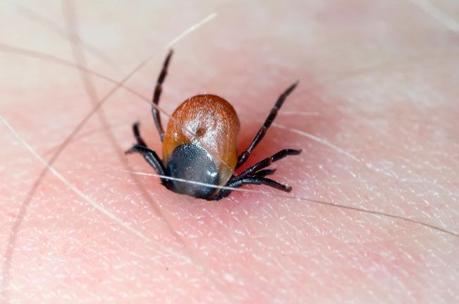 Çində gənə vasitəsilə ötürülən yeni virus aşkarlanıb