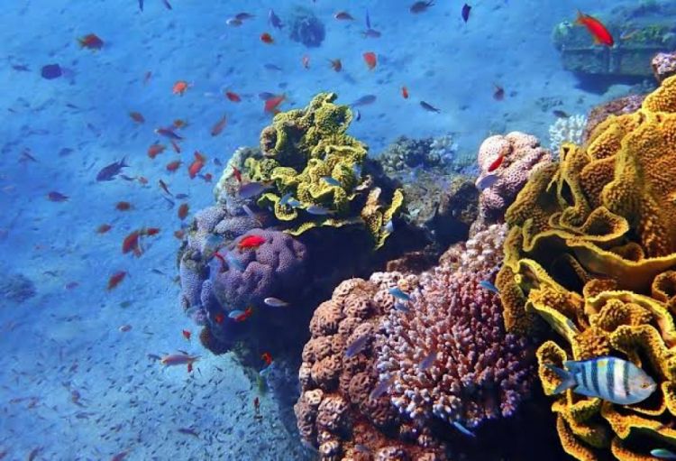 Barselona “The Earthshot Prize” ekoloji mükafatının finalçıları sırasına daxil olub
