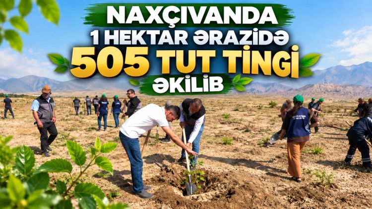 Naxçıvanda 1 hektar ərazidə 505 tut tingi əkilib<font color=red> - VİDEO</font>