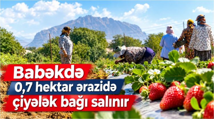 Babəkdə 0,7 hektar ərazidə çiyələk bağı salınır<font color=red> - VİDEO</font>