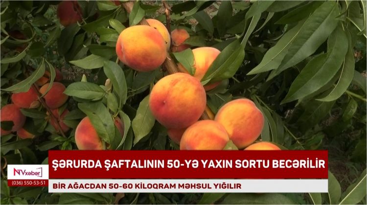 Şərurda şaftalının 50-yə yaxın sortu becərilir<font color=red> - VİDEO</font>