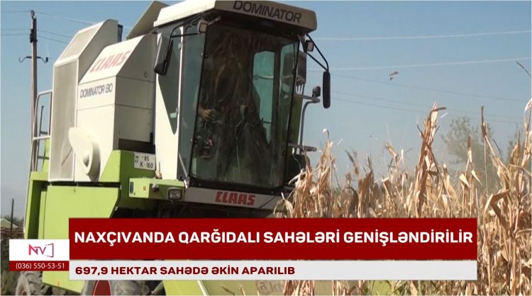 Naxçıvanda 687,9 hektar sahədə qarğıdalı əkini aparılıb<font color=red> - VİDEO</font>