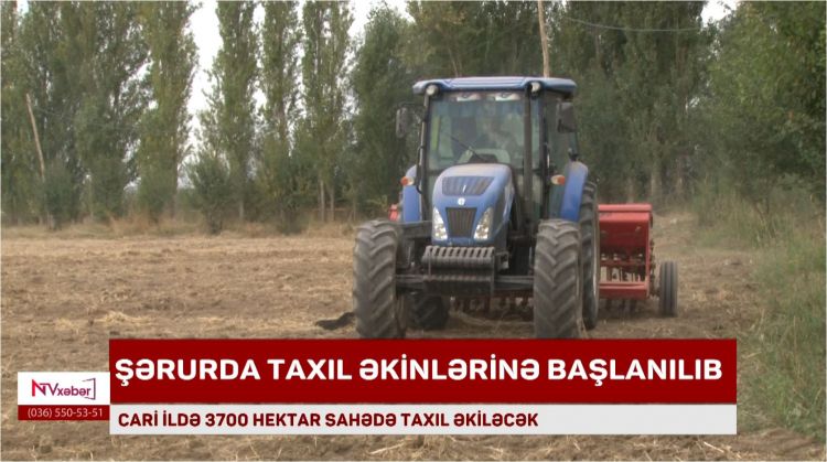 Şərurda taxıl əkinləri başlanılıb<font color=red> - VİDEO</font>