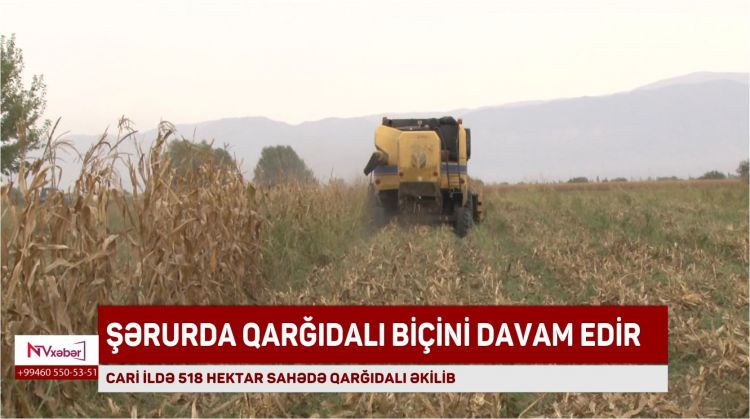 Şərurda qarğıdalı biçini davam edir<font color=red> - VİDEO</font>