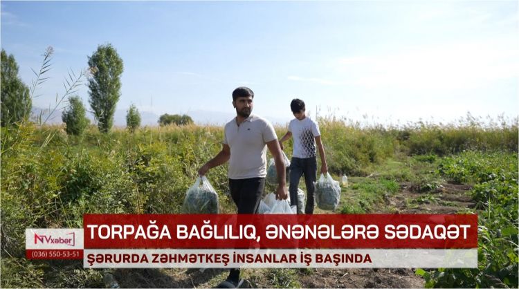 Şərurda zəhmətkeş insanlar iş başında<font color=red> - VİDEO</font>