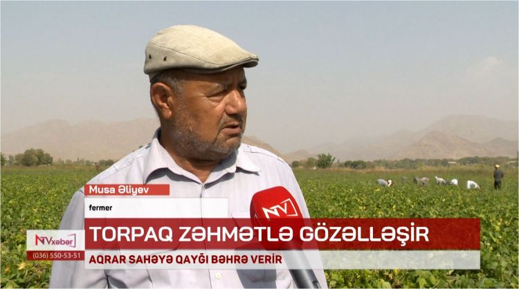 Şərurun zəhmətkeş sakini Musa Əliyev – torpaqdan gələn bərəkət<font color=red> - VİDEO</font>
