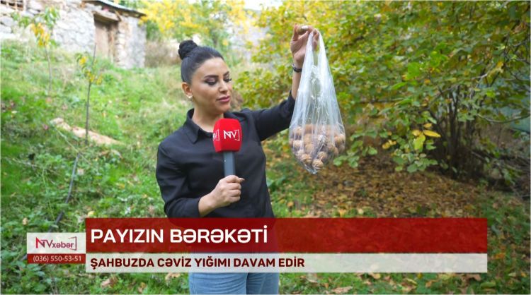 Şahbuzda cəviz yığımı davam edir<font color=red> - VİDEO</font>